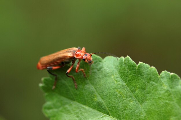 Scarabée soldat rouge sur feuille verte