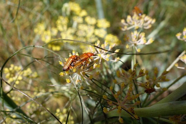 Les scarabées soldats (Rhagonycha fulva)