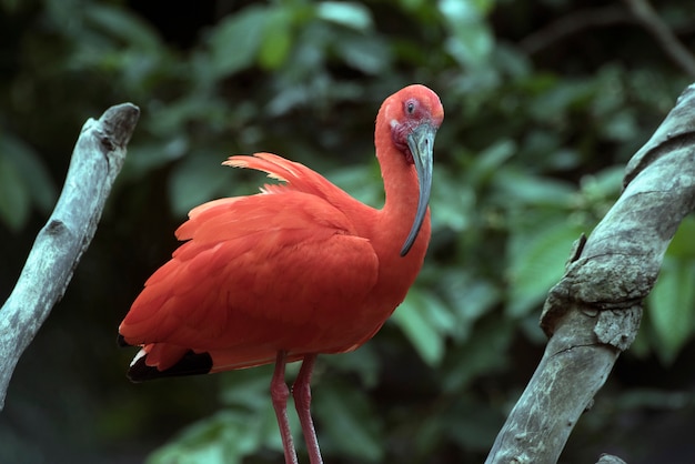 Scarlet ibis gros plan sur un tronc d'arbre