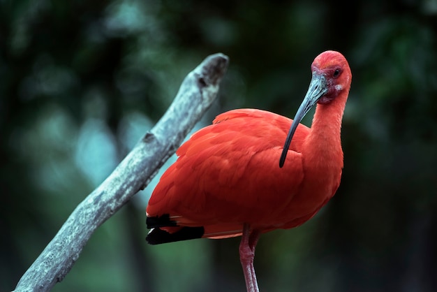 Scarlet ibis gros plan sur un tronc d'arbre