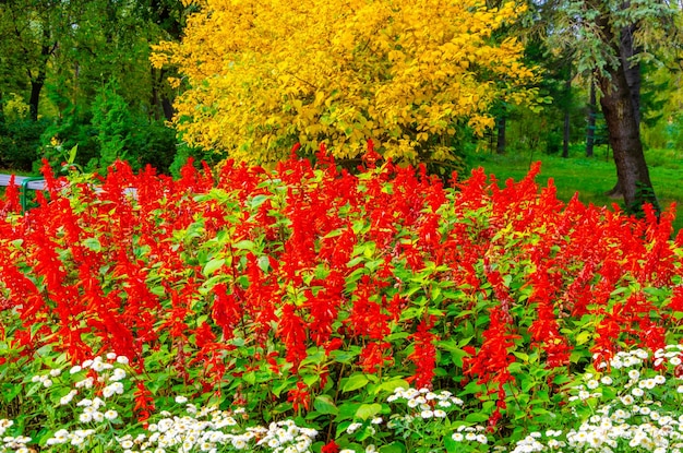 Scarlet Salvia fleurit dans le jardin un jour d'été.