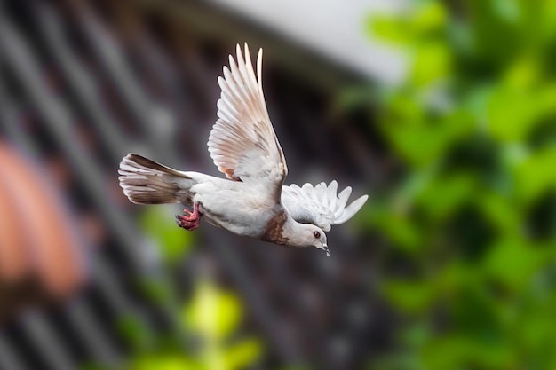 Scène d'action de pigeon de roche volant dans l'air isolé sur fond flou photo stock
