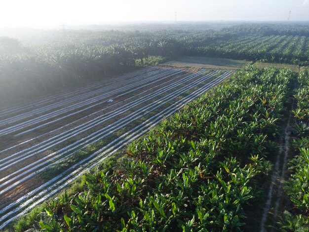 scène aérienne du paysage agricole de la banane