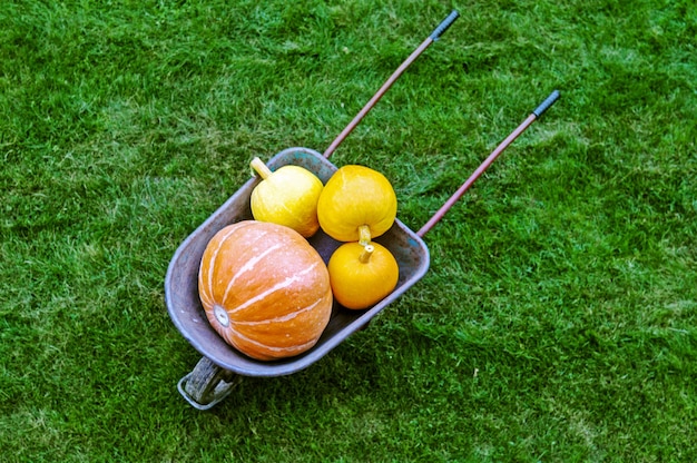 Scène d&#39;automne avec des citrouilles dans le jardin