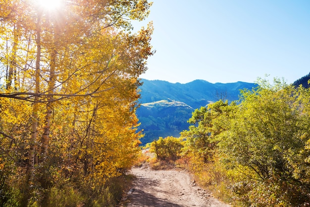 Scène d'automne colorée sur la route de campagne dans la forêt