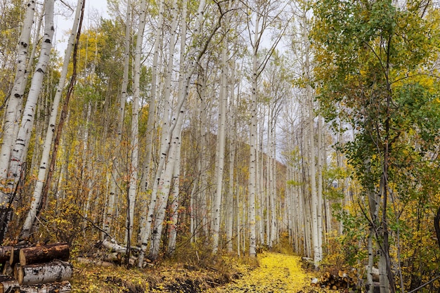 Photo scène d'automne colorée sur route de campagne dans la forêt