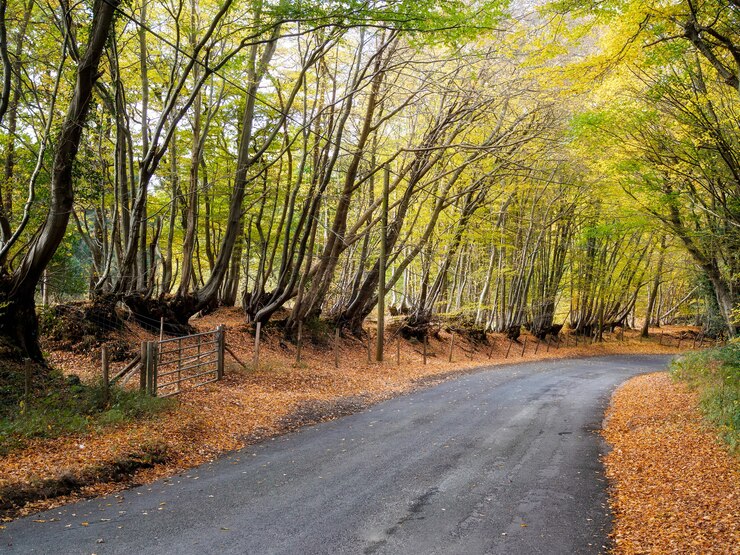 Photo scène d'automne dans la campagne du sussex