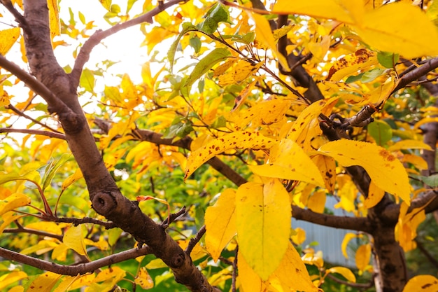 Scène d'automne dans les tons jaunes