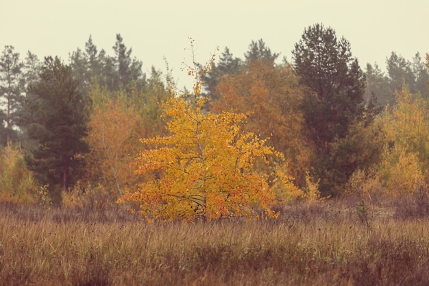 Scène d'automne dans les tons jaunes