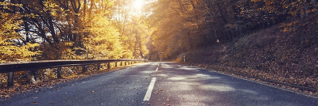 Scène d'automne avec route en forêt et plein soleil