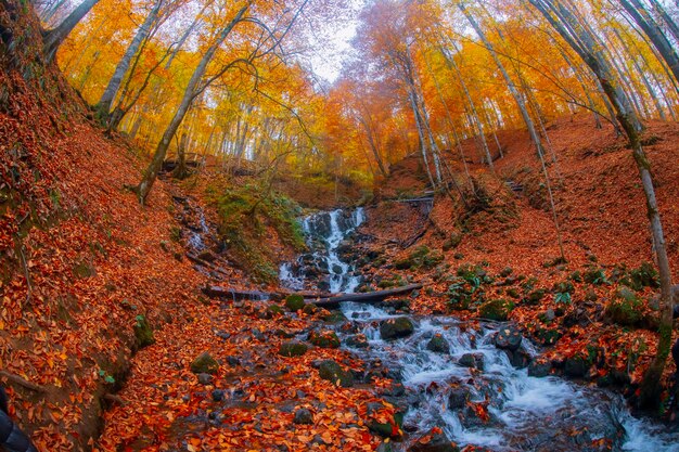 Scène d'automne Sept lacs Bolu Turquie
