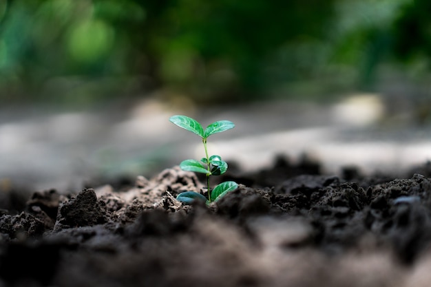 Scène avec belle plante