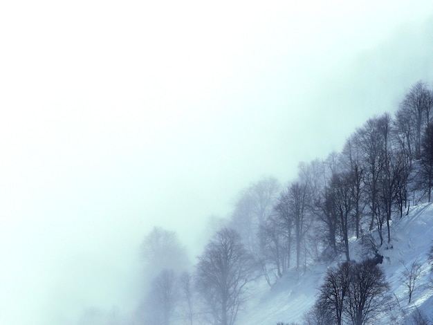 Scène brumeuse dans la forêt d'hiver dans les montagnes