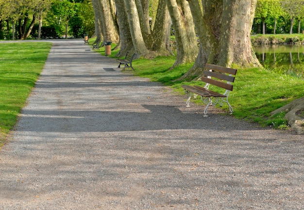 Scène calme dans un parc public traversant par une allée avec bancs et gros troncs d'arbre en bordure