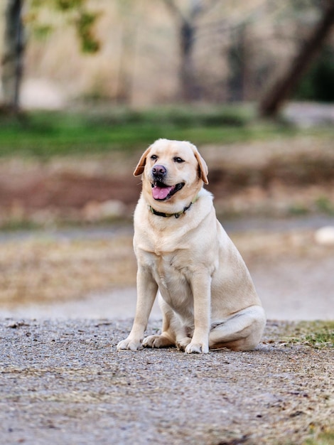 Scène avec le chien labrador retriever assis sur le chemin d'un parc.