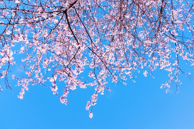 Scène colorée de fleur de sakura tendre contre le ciel bleu