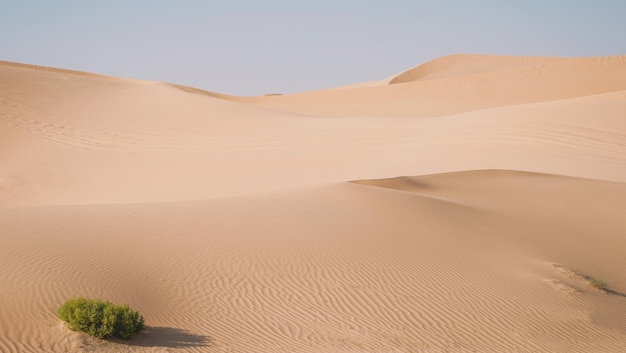 Une scène de désert avec un arbre vert au premier plan et une dune de sable en arrière-plan.