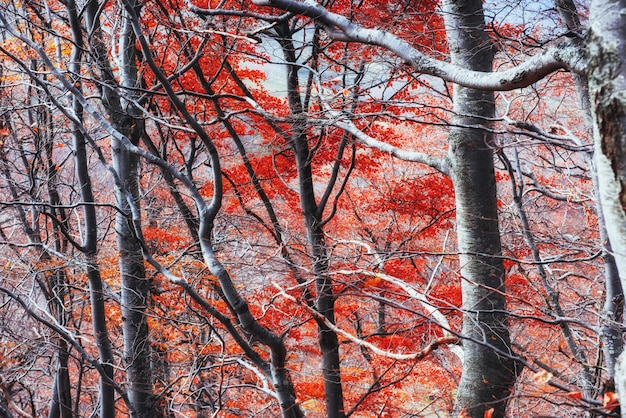 La scène dramatique Automne dans les Carpates.