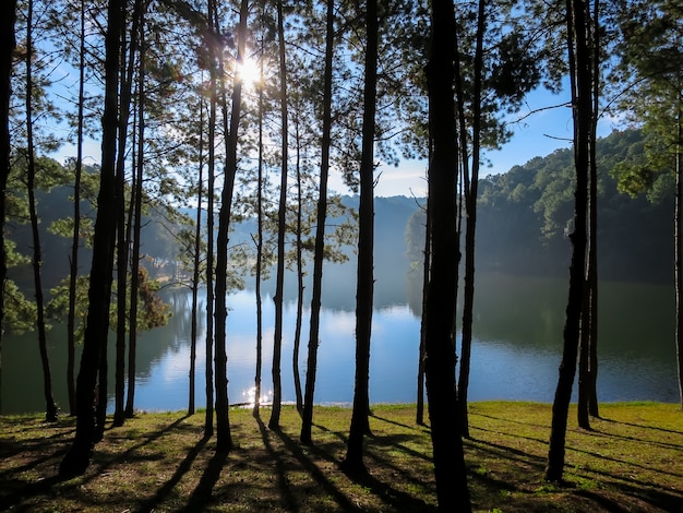 Scène du matin du beau lac et de la montagne à travers les pins