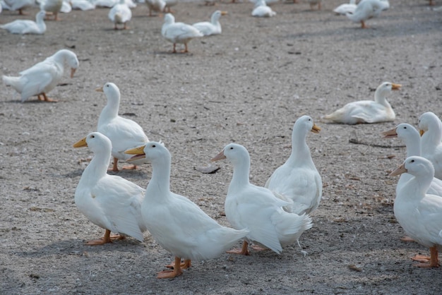 scène d'élevage de canards à la ferme