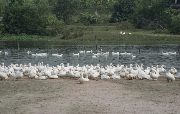 scène d'élevage de canards à la ferme