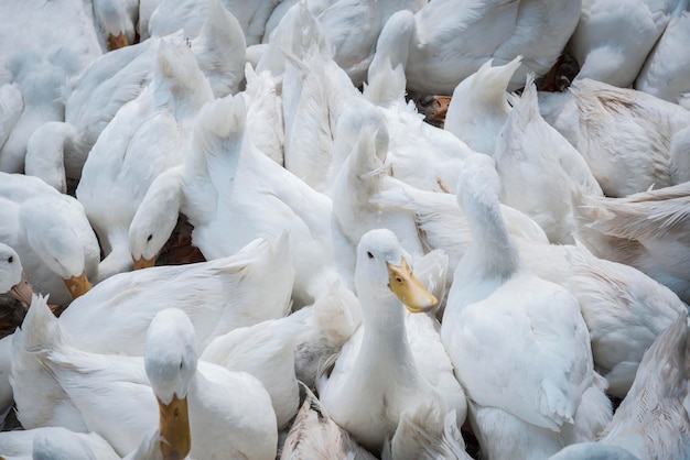 scène d'élevage de canards à la ferme