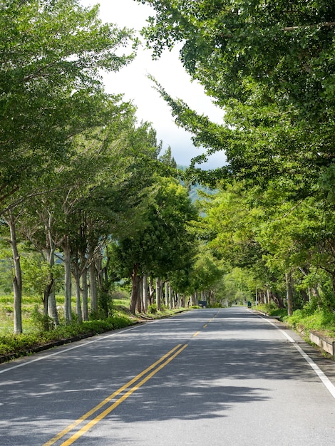 Scène d'été, route avec feuilles et arbres sur les côtés.