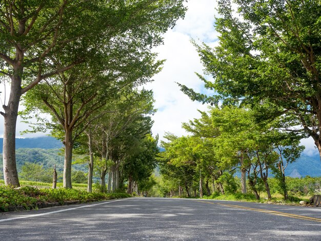 Scène d'été, route avec feuilles et arbres sur les côtés.