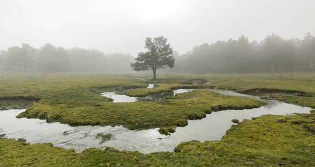 Scène étrange dans la forêt avec ruisseau, brouillard dense et arbre isolé. Photographie panoramique de la nature dans le parc naturel de Peguerinos, Avila. En Castille et Leon, Espagne.