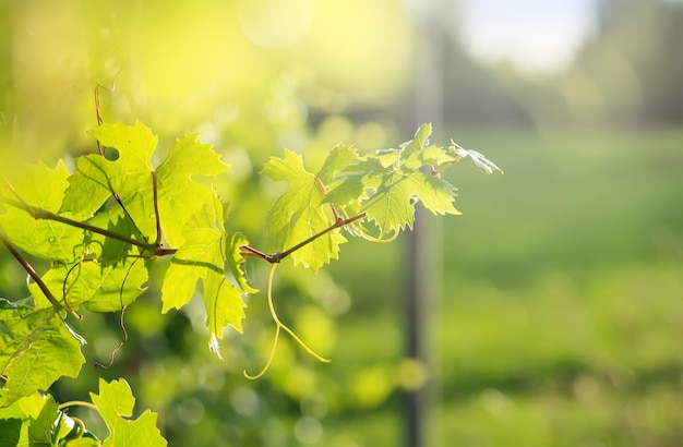 Scène extérieure rurale de vigne verte