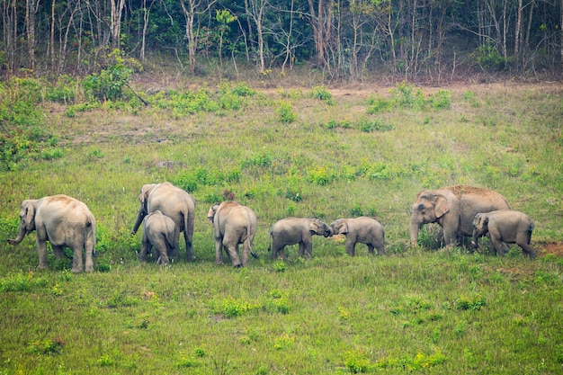 Photo scène de famille d'éléphants au parc national khao yai