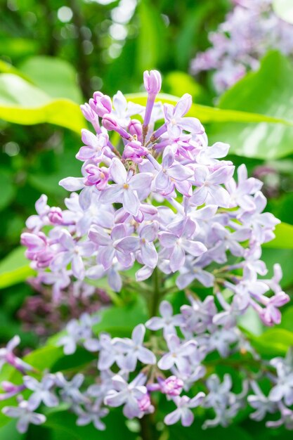 Scène de floraison printanière de fleurs lilas. Fleur de lilas au printemps. Fleurs de printemps lilas en fleurs. Buisson de lilas de printemps en fleurs