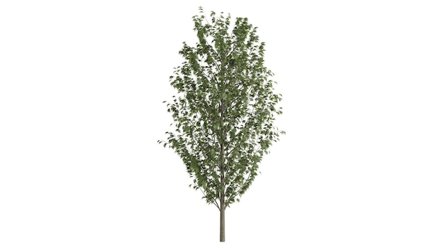 Scène de fond d'arbres 3D blanc