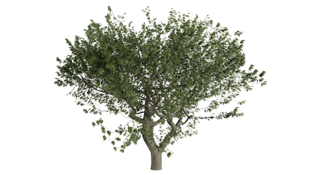 Scène de fond d'arbres 3D blanc