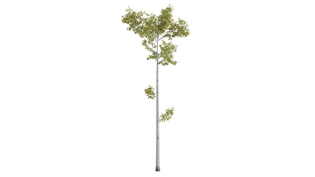 Scène de fond d'arbres 3D blanc