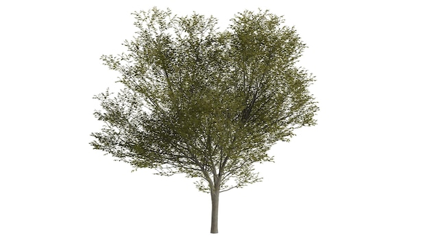 Scène de fond d'arbres 3D blanc