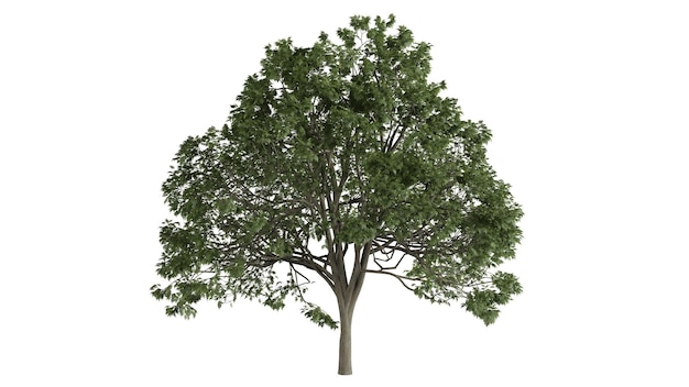 Scène de fond d'arbres 3D blanc