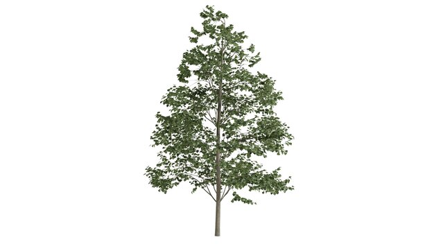 Scène de fond d'arbres 3D blanc