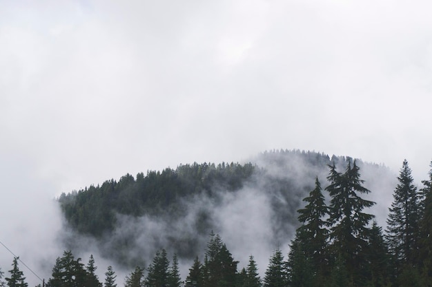 Scène de forêt brumeuse avec brouillard sur les pins
