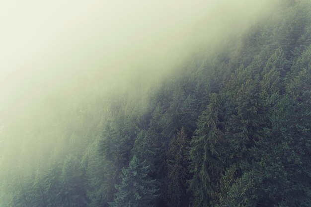 Scène de forêt brumeuse avec brouillard sur les pins