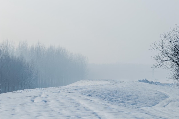 Scène de forêt brumeuse d'hiver, forêt brumeuse froide avec de la neige