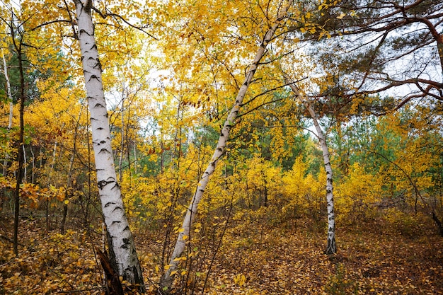 Scène de forêt ensoleillée colorée en automne avec des arbres jaunes par temps clair.