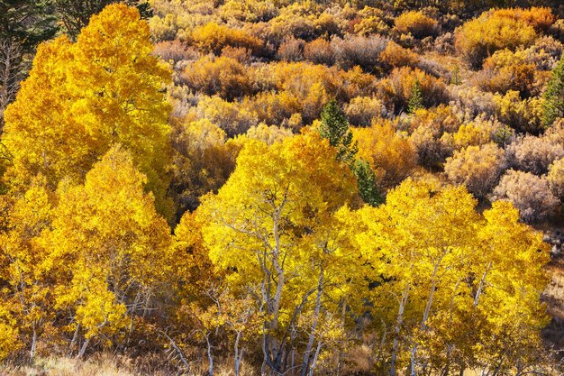 Scène de forêt ensoleillée colorée en saison d'automne avec des arbres jaunes en temps clair.