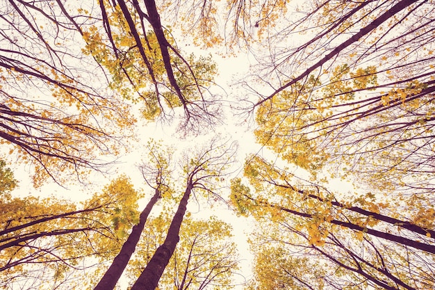 Scène de forêt ensoleillée colorée en saison d'automne avec des arbres jaunes en temps clair.