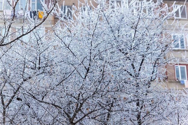 scène d'hiver en hiver seasone arbres avec neige parc de neige