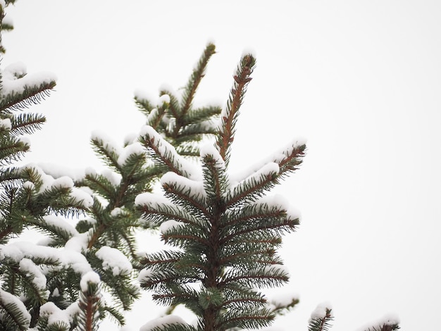 Scène d'hiver avec de la neige avec espace de copie