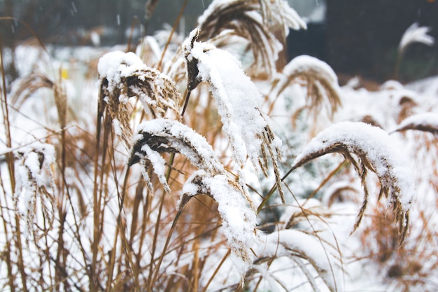 Scène d'hiver avec de la neige sur le long gras