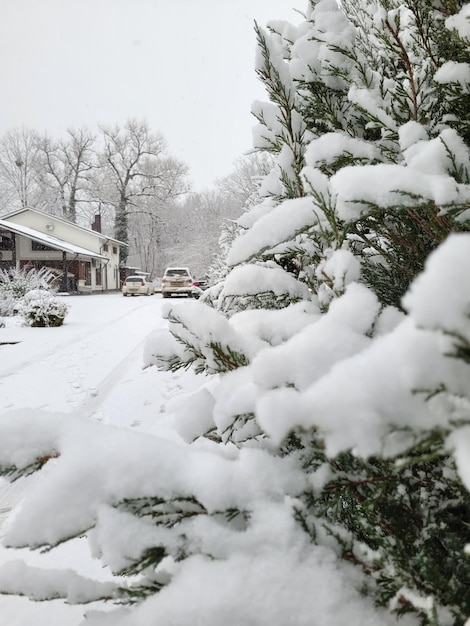 scène d'hiver de Noël arbres dans la neige