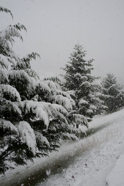 Scène d'hiver