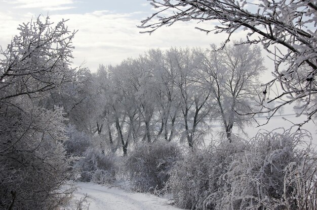 scène d&#39;hiver